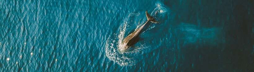 Bohol: Pamilacan Island Dolphin/Turtle Watching Tour & Lunch - Key highlights that make this day work