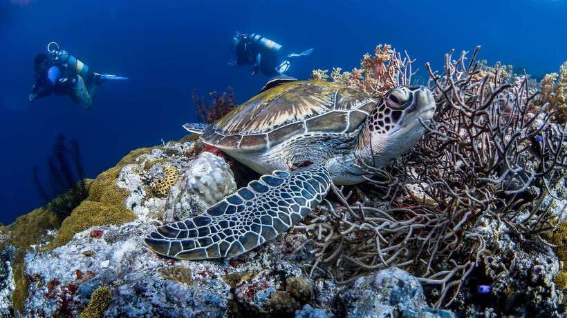 Bohol: Pamilacan Island Dolphin/Turtle Watching Tour & Lunch - Who this tour fits best (and who should skip it)