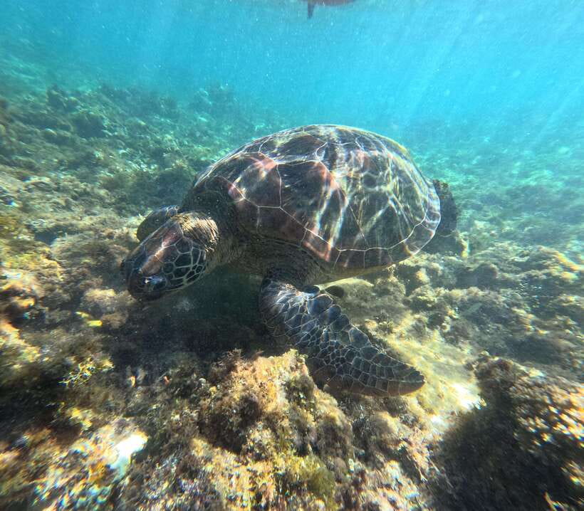 Bohol PREMIUM PAMILACAN Island Tour - Key Highlights You’ll Care About