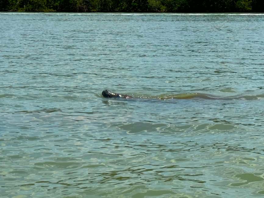 Bonita Springs Clear Kayak Tour with Dolphins & Manatees - Clear Kayaks in Bonita Springs: The Point Is What You See