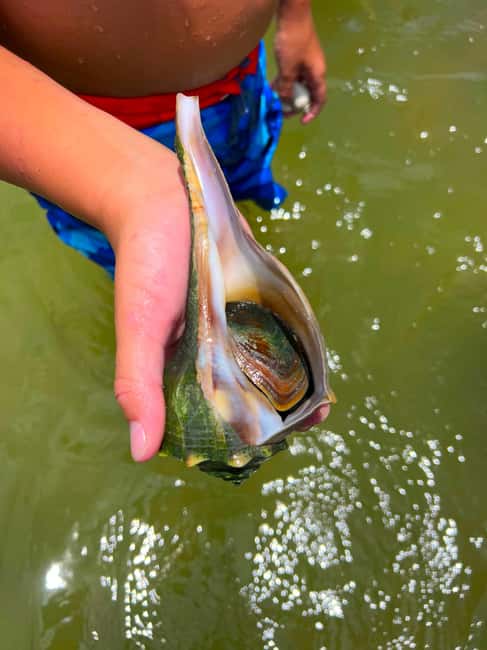 Bonita Springs Clear Kayak Tour with Dolphins & Manatees - Who This Kayak Tour Suits Best