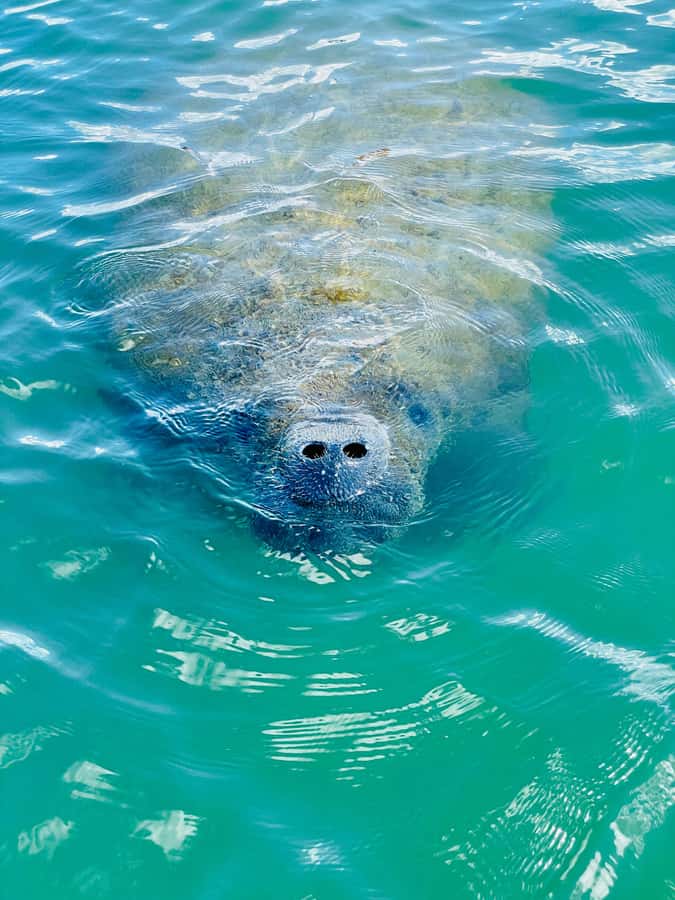 Bonita Springs Dolphin, Manatee & Sea Turtle Adventure Tour! - Key highlights worth getting excited about
