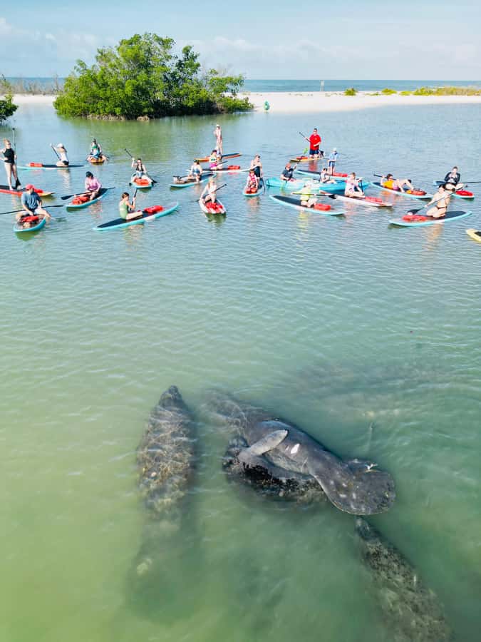 Bonita Springs Dolphin, Manatee & Sea Turtle Adventure Tour! - Kayaks, SUPs, and Florida wildlife in 2 hours