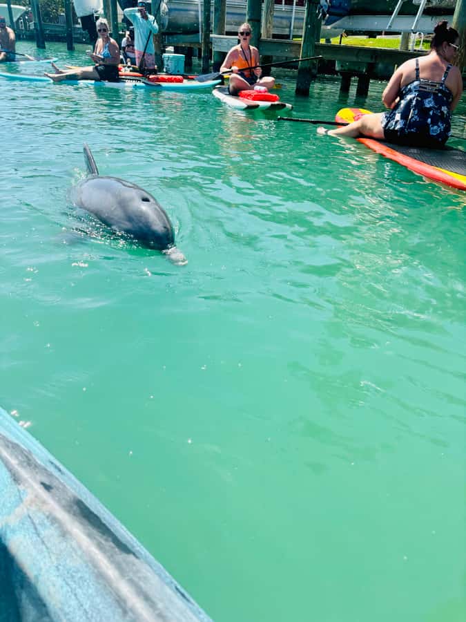 Bonita Springs Dolphin, Manatee & Sea Turtle Adventure Tour! - Dolphins, manatees, and sea turtles: what you can realistically expect