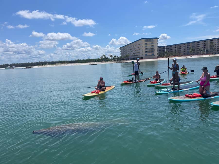 Bonita Springs Dolphin, Manatee & Sea Turtle Adventure Tour! - Other sightings that make the tour feel worth it