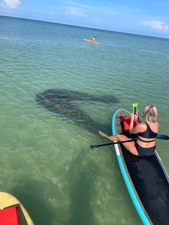 Bonita Springs Dolphin, Manatee & Sea Turtle Adventure Tour! - The guide factor: what actually changes your experience