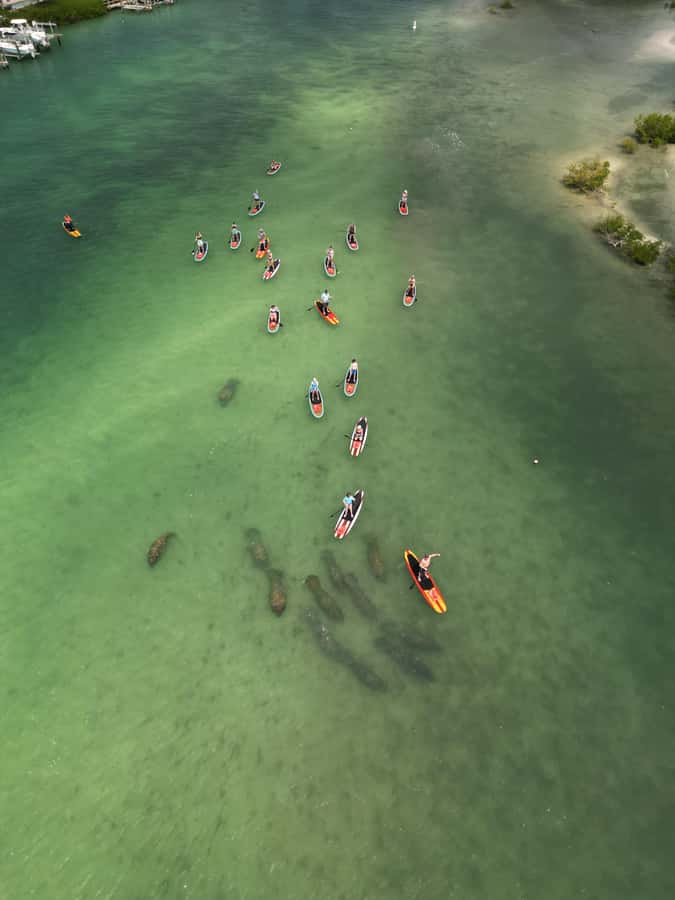 Bonita Springs Dolphin, Manatee & Sea Turtle Adventure Tour! - Price and logistics: what’s fair, what to double-check