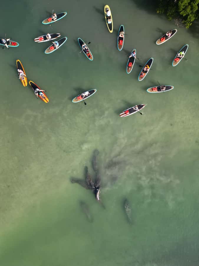 Bonita Springs Dolphin, Manatee & Sea Turtle Adventure Tour! - Equipment comfort: kayak vs SUP (and how to choose)