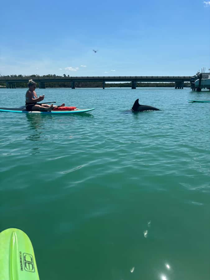Bonita Springs Dolphin, Manatee & Sea Turtle Adventure Tour! - Mangrove tunnels: the scenic part (and where conditions matter)