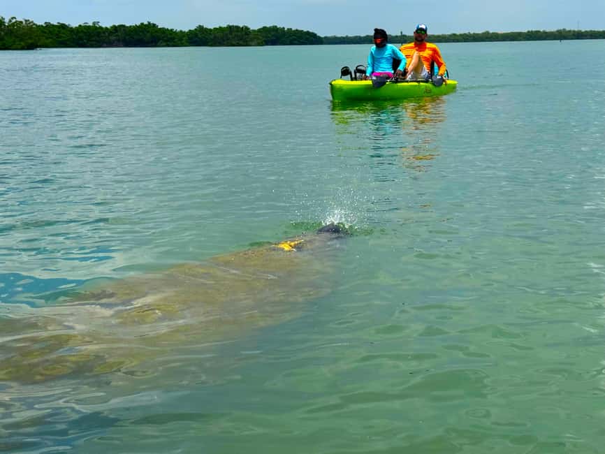 Bonita Springs: Kayak Tour with Manatees, Dolphins Sightings - What to Love Fast