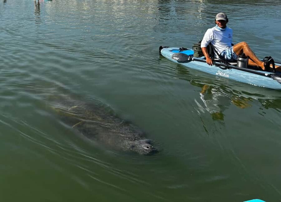 Bonita Springs: Kayak Tour with Manatees, Dolphins Sightings - Hobie Pedal-Drive Kayaks: Comfort That Lets You Watch Wildlife