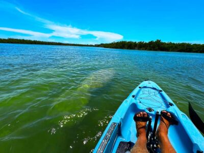 Bonita Springs: Kayak Tour with Manatees, Dolphins Sightings - Big Hickory Island Waters and Mangrove Tunnels: The Route You Feel