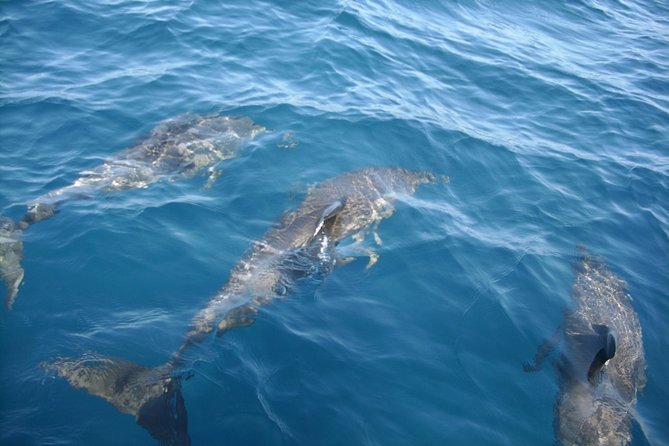 Brevard County Tours, dolphin and manatee tours in Palm Bay, FL - Key Things That Make This Tour Worth Your Time