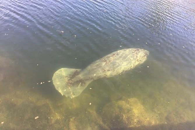 Brevard County Tours, dolphin and manatee tours in Palm Bay, FL - Captain Dave’s Approach: Patient Spotting, Calm Energy, Safety First