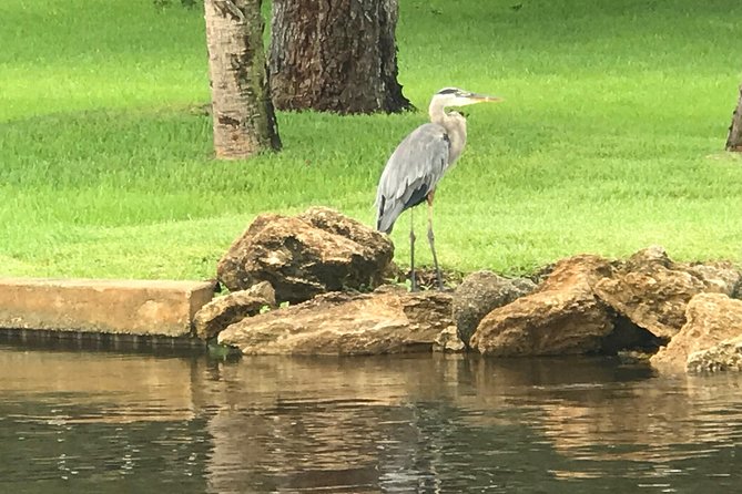 Brevard County Tours, dolphin and manatee tours in Palm Bay, FL - Should You Book Brevard County Tours for Dolphins and Manatees?