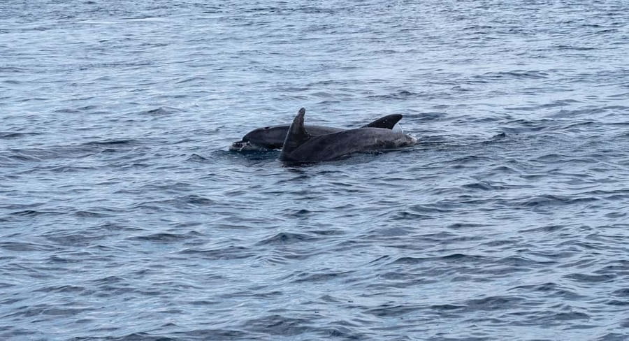 Brijuni Islands: Sunset & Dolphins private boat tour - Key Points at a Glance