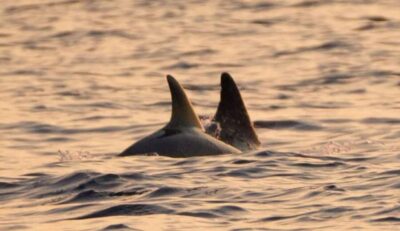 Brijuni Islands: Sunset & Dolphins private boat tour - The Dolphin Search on the Adriatic: What You’re Really Buying