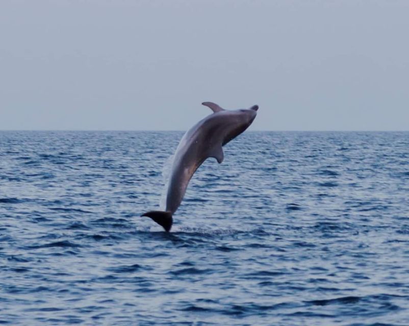 Brijuni Islands: Sunset & Dolphins private boat tour - Who This Tour Suits Best (And Who Should Skip It)