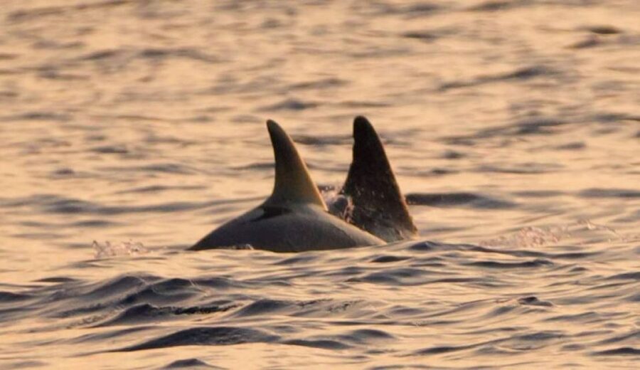 Brijuni Islands: Sunset & Dolphins private boat tour - The Dolphin Search on the Adriatic: What You’re Really Buying