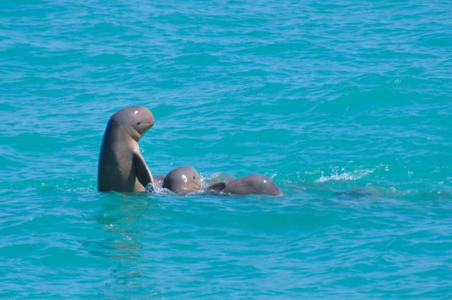 Broome: Snubfin Dolphin Cruises - Wildlife time: snubfin dolphins plus the supporting cast