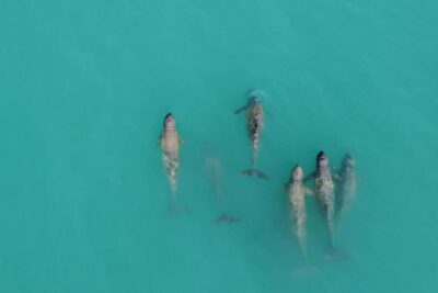 Broome: Snubfin Dolphin Cruises - The seagrass lesson that actually changes how you look