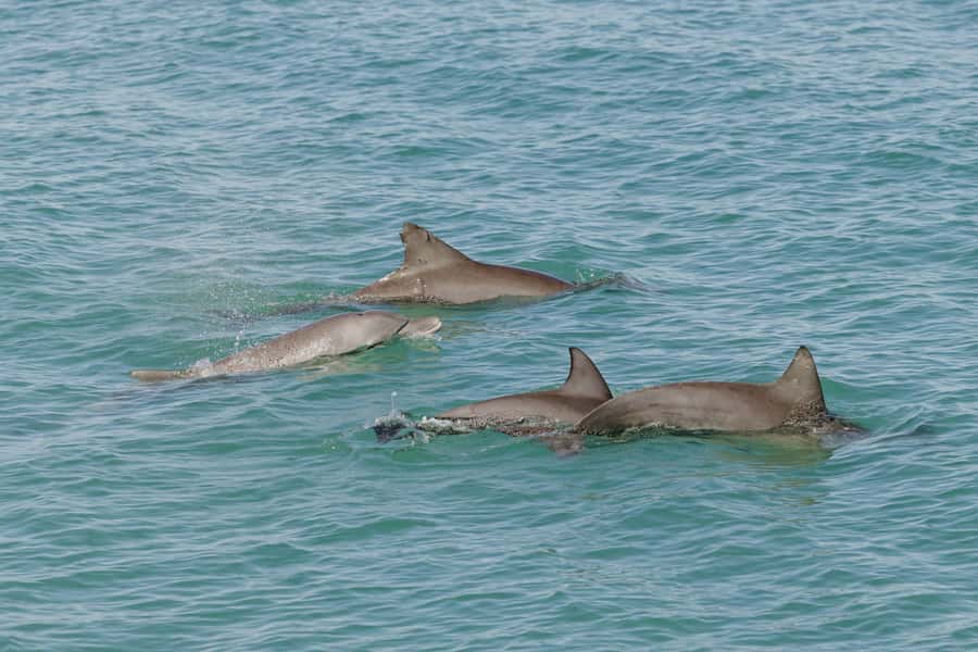 Broome: Snubfin Dolphin Cruises - Getting on the boat: the no-jetty reality and what to wear