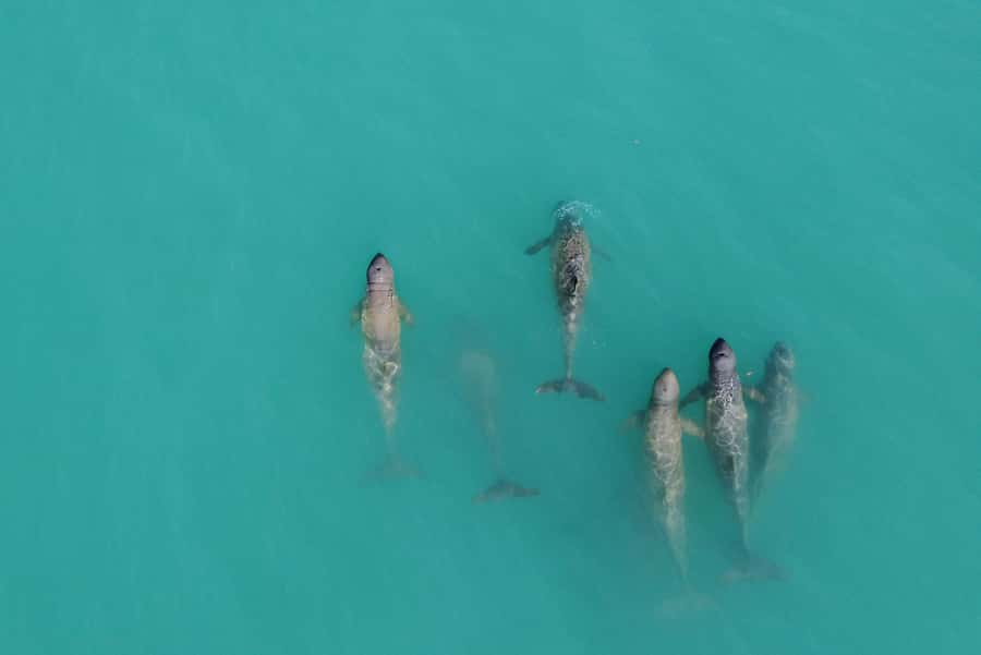 Broome: Snubfin Dolphin Cruises - The seagrass lesson that actually changes how you look
