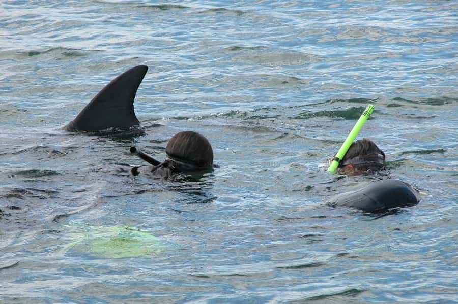 Bunbury: Swim with Dolphins Tour - Key things I think are worth your attention