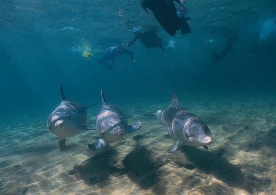 Bunbury: Swim with Dolphins Tour - Koombana Bay is the star, not a gimmick