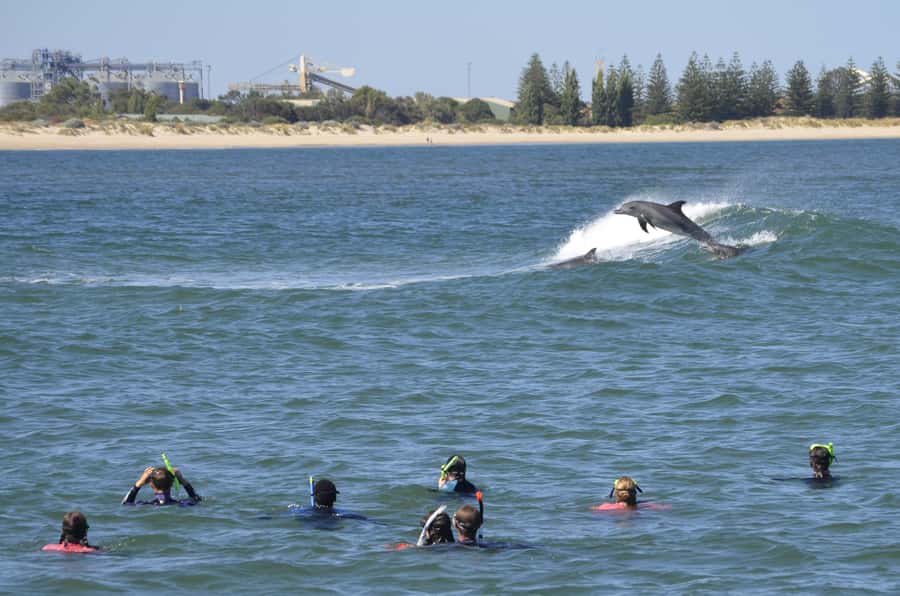 Bunbury: Swim with Dolphins Tour - The 4-hour flow: boat cruise, dolphin watching, and guided snorkel swims