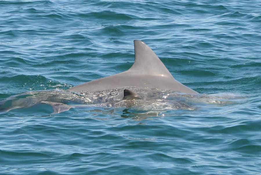 Bunbury: Swim with Dolphins Tour - How dolphin interaction actually feels in the water