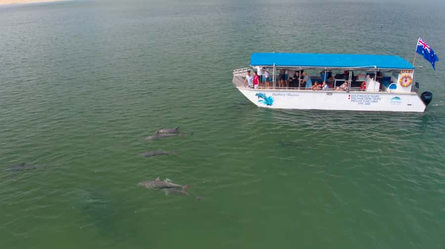 Bunbury: Swim with Dolphins Tour - Marine Biologists and volunteer energy: what the research angle changes