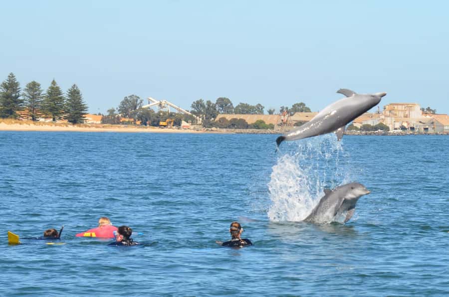 Bunbury: Swim with Dolphins Tour - Value check: is $155 worth it for a 4-hour wild swim?