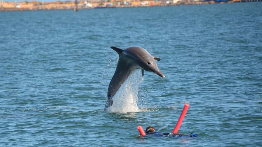 Bunbury: Swim with Dolphins Tour - Who this suits best (and who should rethink it)