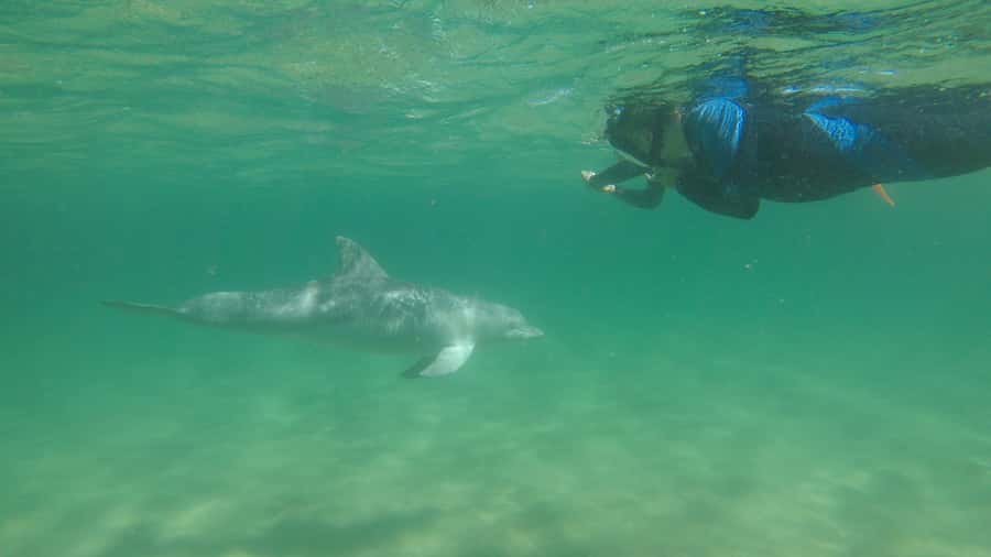 Bunbury: Swim with Dolphins Tour - Should you book the Bunbury Dolphin Swim?