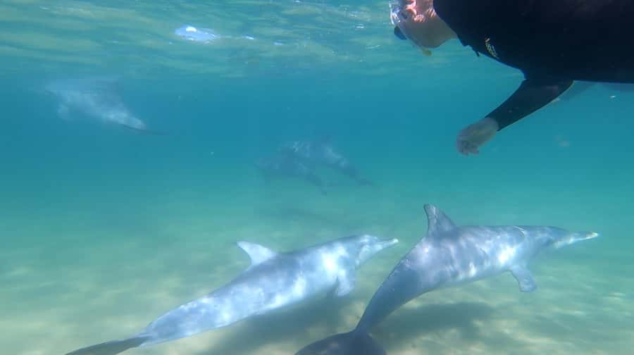 Bunbury: Swim with Dolphins Tour - Dolphin Discovery Centre: gear, warmth, and quick confidence