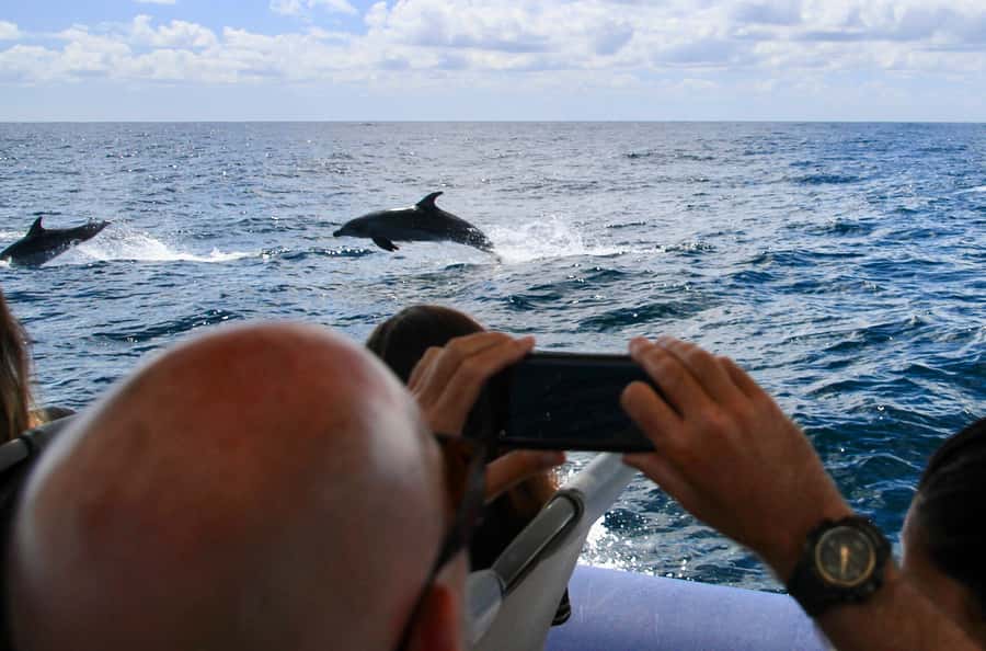 Byron Bay: Cruise with Dolphins Tour - Why the Ballina-to-Byron Coast Is a Dolphin Sweet Spot