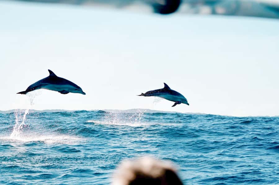 Byron Bay: Cruise with Dolphins Tour - Marine Biologist Commentary: What You Gain Besides Sightings