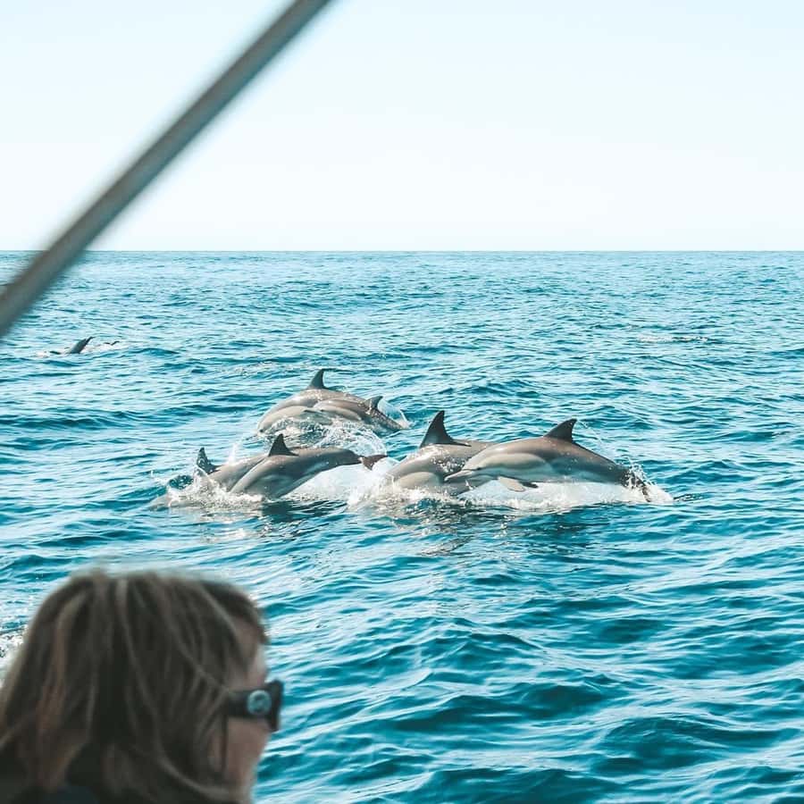 Byron Bay: Cruise with Dolphins Tour - Coastline Highlights: Cliffs, Secluded Beaches, and Rocky Islands
