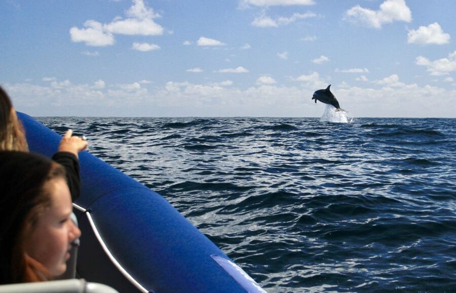 Byron Bay: Cruise with Dolphins Tour - Wildlife Checklist During the 90 Minutes