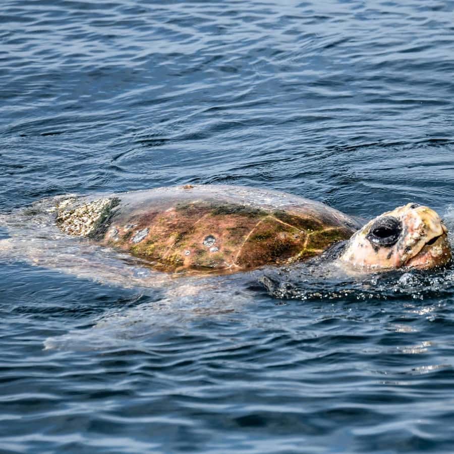 Byron Bay: Cruise with Dolphins Tour - Dolphin Guarantee and $67 Value: When This Deal Feels Fair