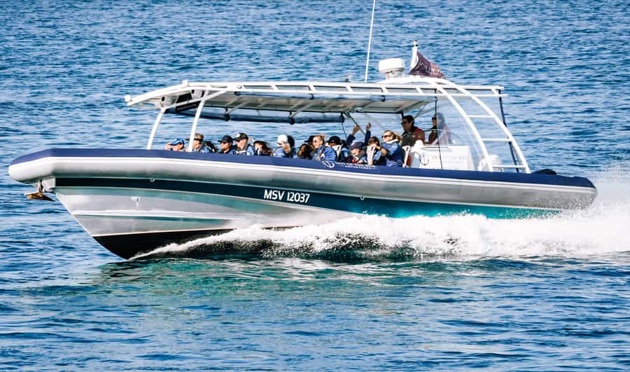 Byron Bay: Cruise with Dolphins Tour - Quick Tips: What to Bring and How to Avoid Tiny Problems