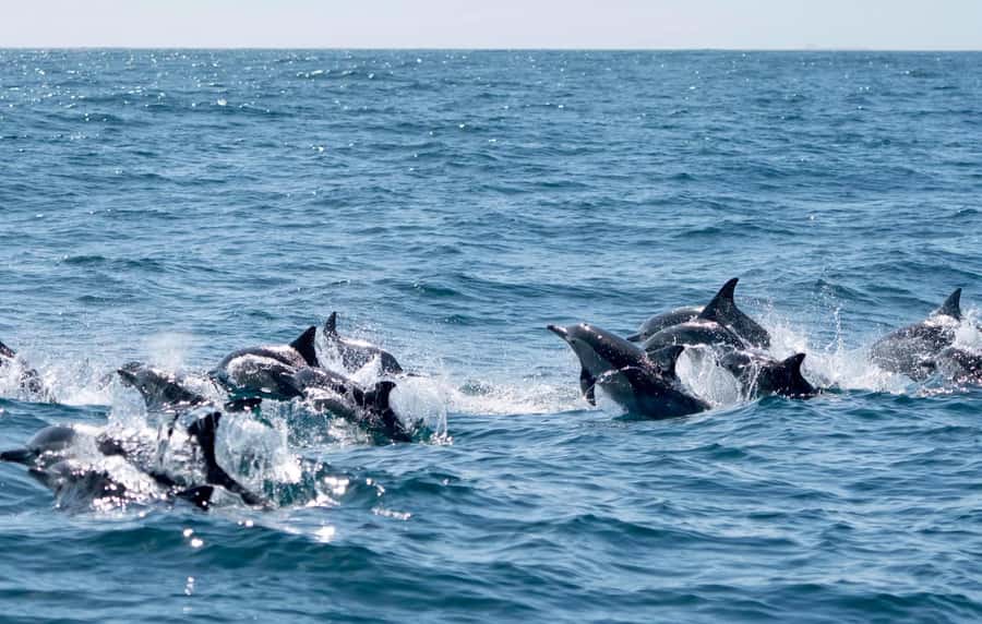 Byron Bay: Cruise with Dolphins Tour - Should You Book This Dolphin Cruise with Out Of The Blue Adventures?