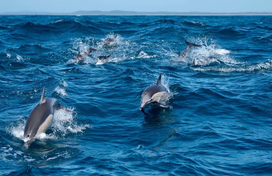 Byron Bay: Cruise with Dolphins Tour - On Board the Eco-Friendly Boat: Comfort, Safety, and 360-Degree Views