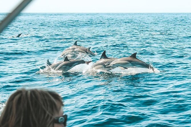 Byron Bay Dolphin Tour - Ocean Safari - Quick takeaways before you go