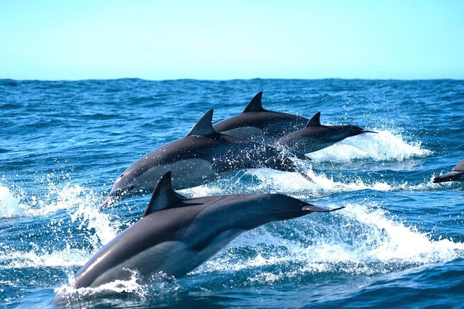 Byron Bay Dolphin Tour - Ocean Safari - Out Of The Blue Adventures: where it starts and how to prepare
