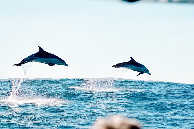 Byron Bay Dolphin Tour - Ocean Safari - Snacks on the water: a small extra that changes the whole trip