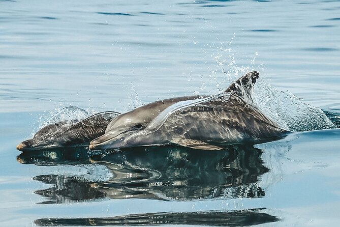 Byron Bay Dolphin Tour - Ocean Safari - Shuttle transfer from Byron Bay and Lennox Head: the value of not driving