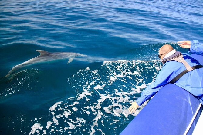 Byron Bay Dolphin Tour - Ocean Safari - Price and value: is $68.14 worth it?