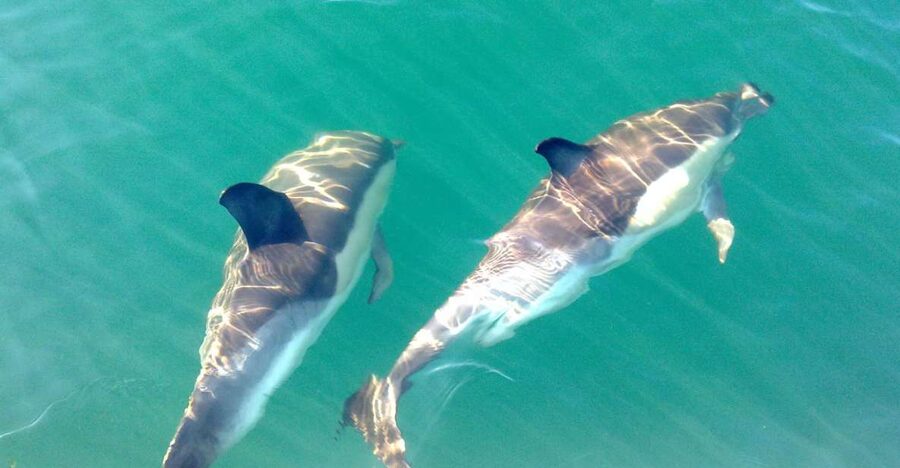 Cabanas de Tavira: Dolphin Watching Boat Tour - Key things to know before you go